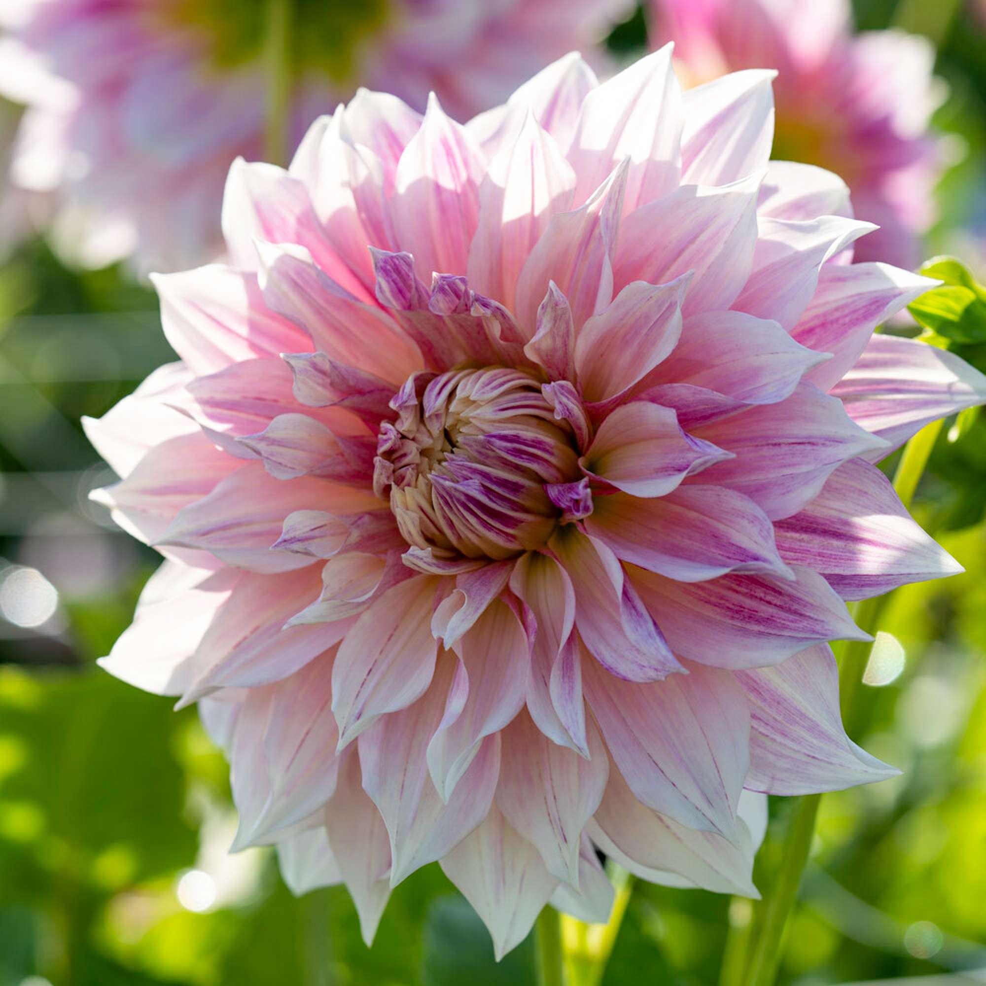 Dahlia 'Cafe au Lait Royal'